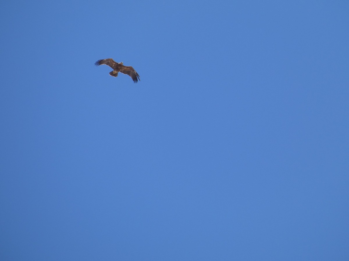 Lesser Spotted Eagle - ML250305711