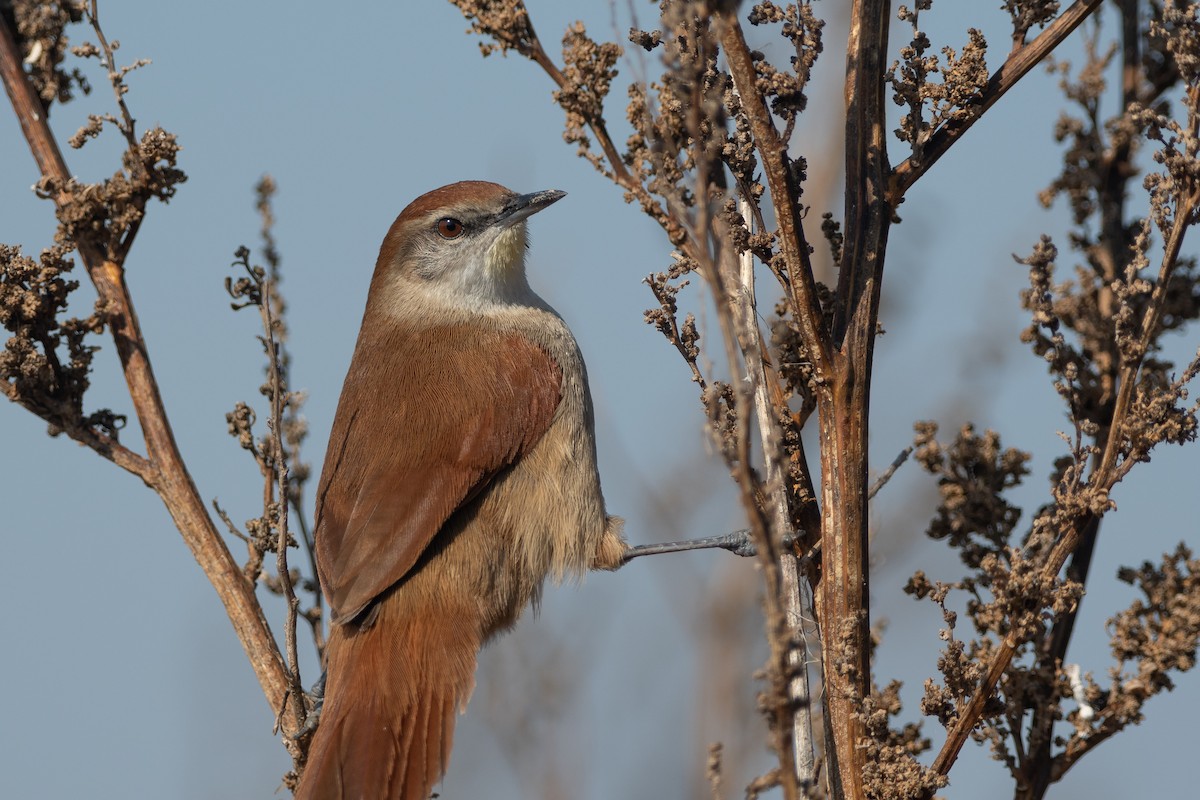 Yellow-chinned Spinetail - ML250308081