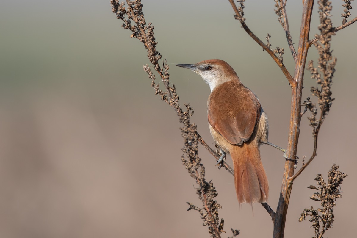 Yellow-chinned Spinetail - ML250308091