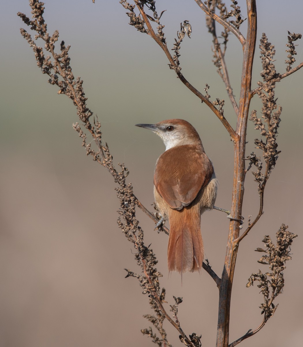 Yellow-chinned Spinetail - ML250308181