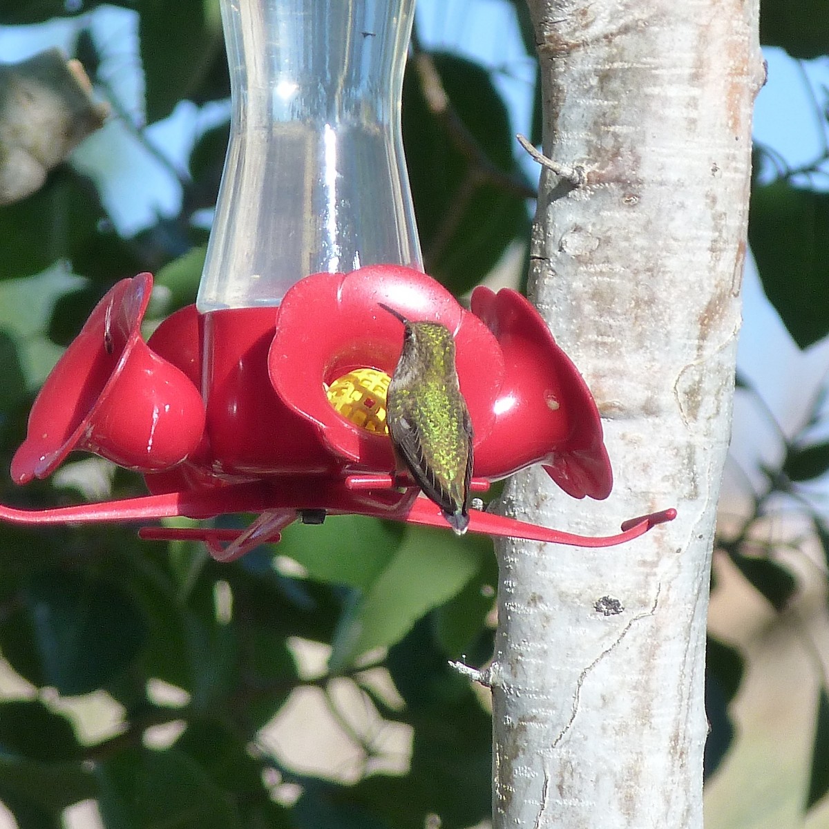 Rufous Hummingbird - ML250313021