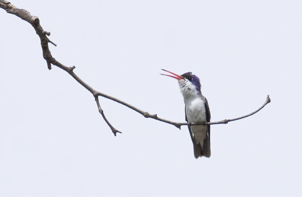 Violet-crowned Hummingbird - Marky Mutchler