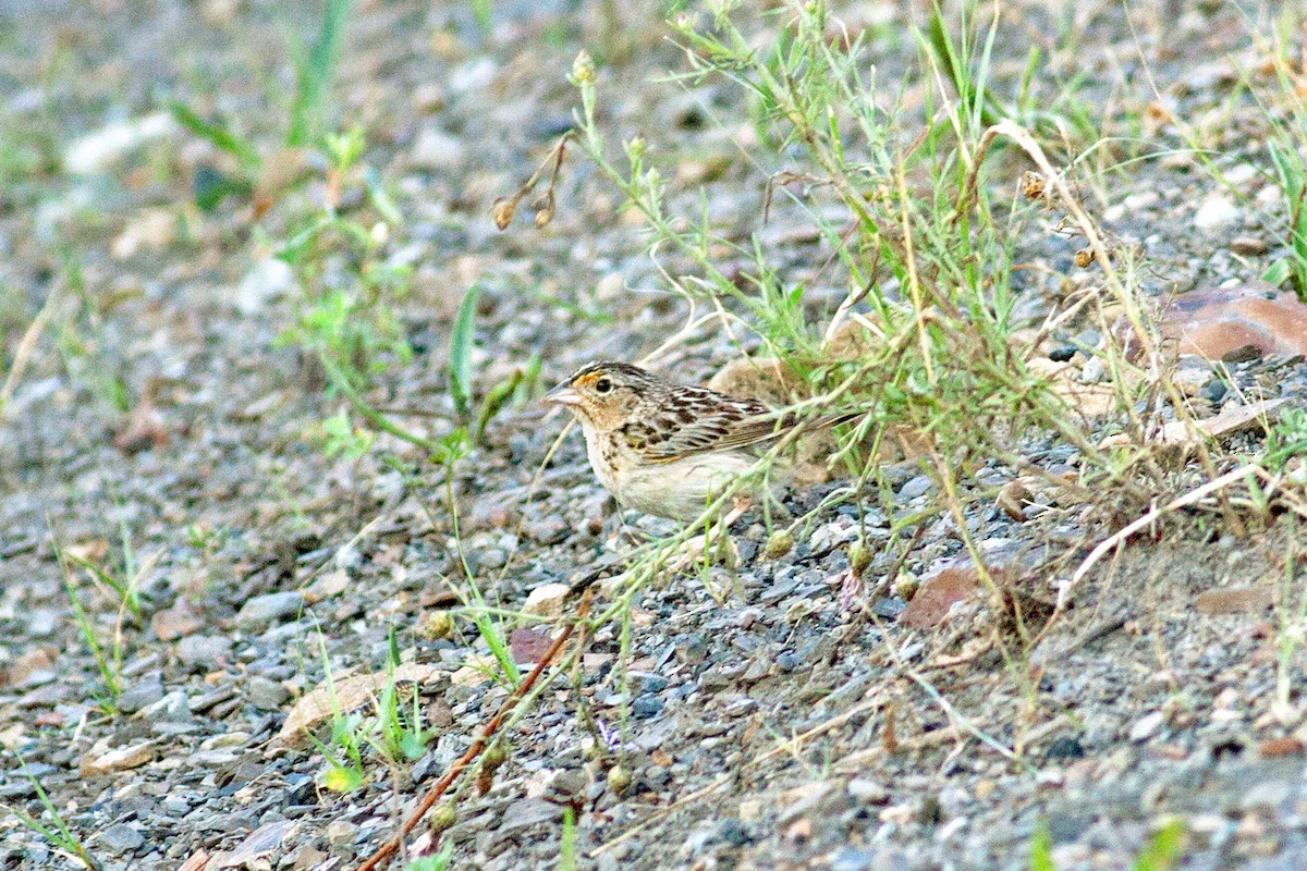 Grasshopper Sparrow - ML250317391