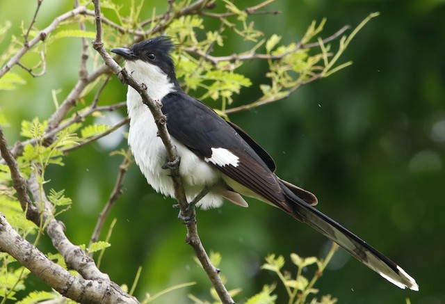 クロシロカンムリカッコウ Ebird