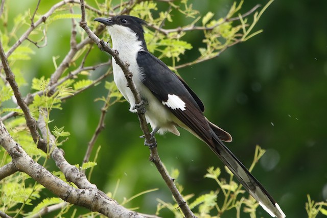 クロシロカンムリカッコウ Ebird