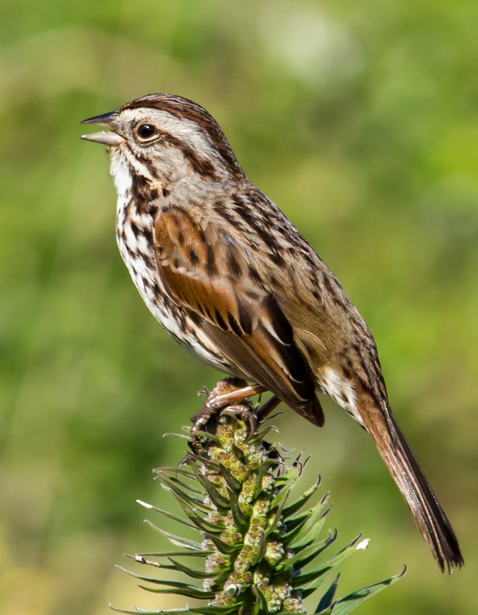 Song Sparrow (heermanni Group) - Carole Rose