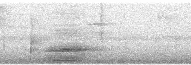 Андский скальный петушок - ML250325