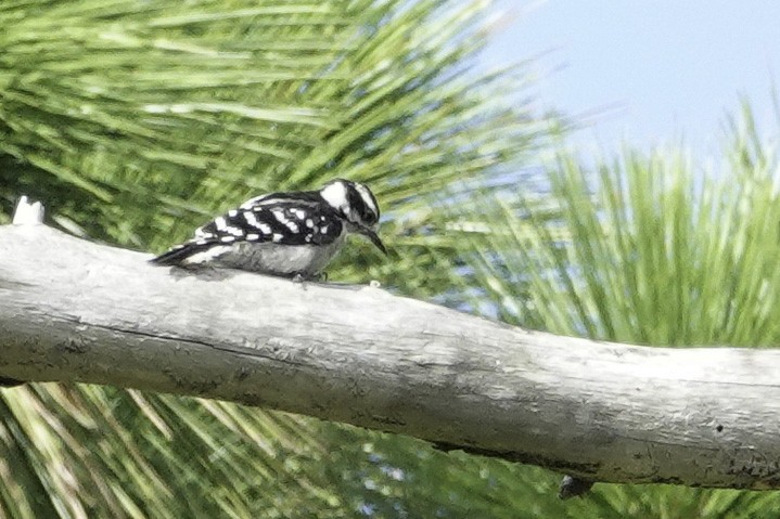 Downy Woodpecker - ML250330291