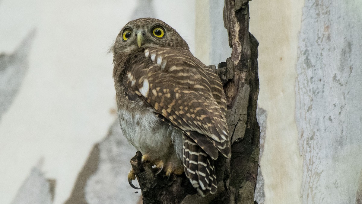 Asian Barred Owlet - ML250332391
