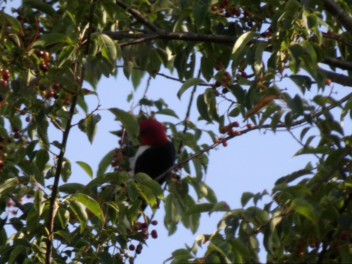 Red-headed Woodpecker - Mandrake Sumners