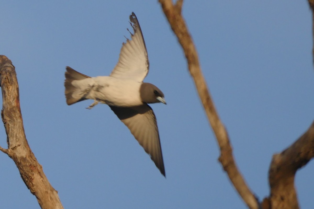 Black-faced Woodswallow - Roger Horn