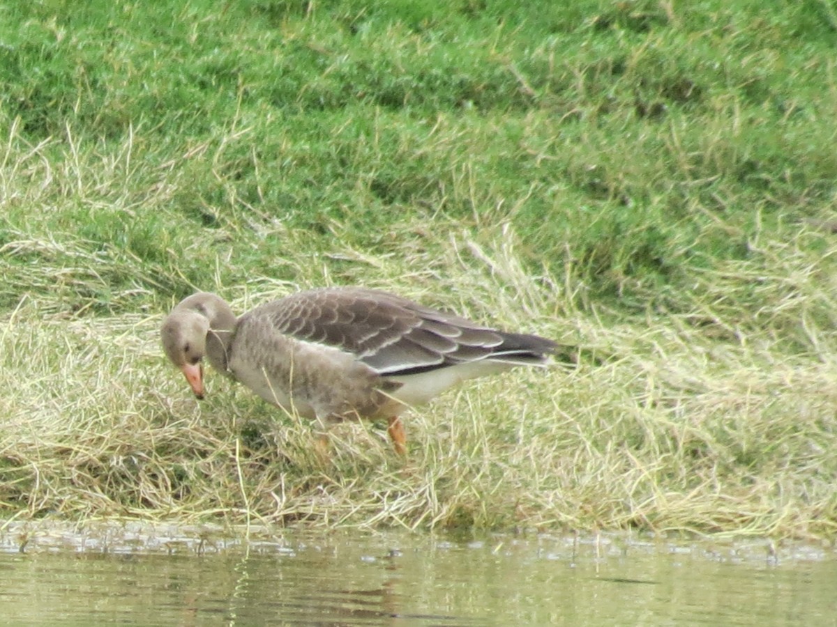 Greater White-fronted Goose - ML250336331