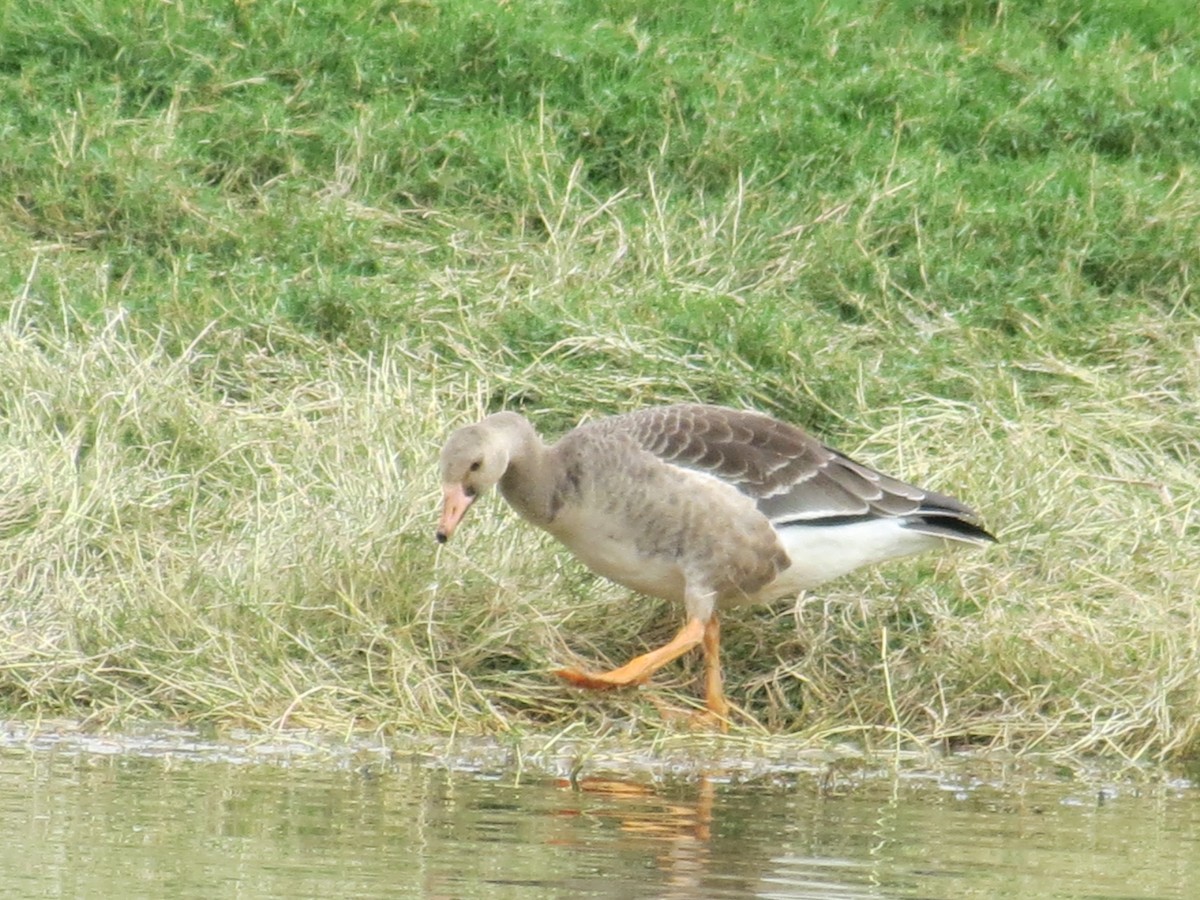 Greater White-fronted Goose - ML250336341