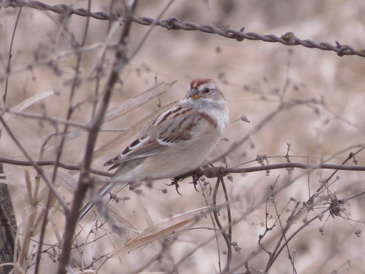 American Tree Sparrow - Sandy Schreven