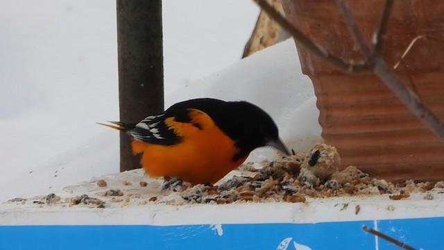 Baltimore Oriole - eBird