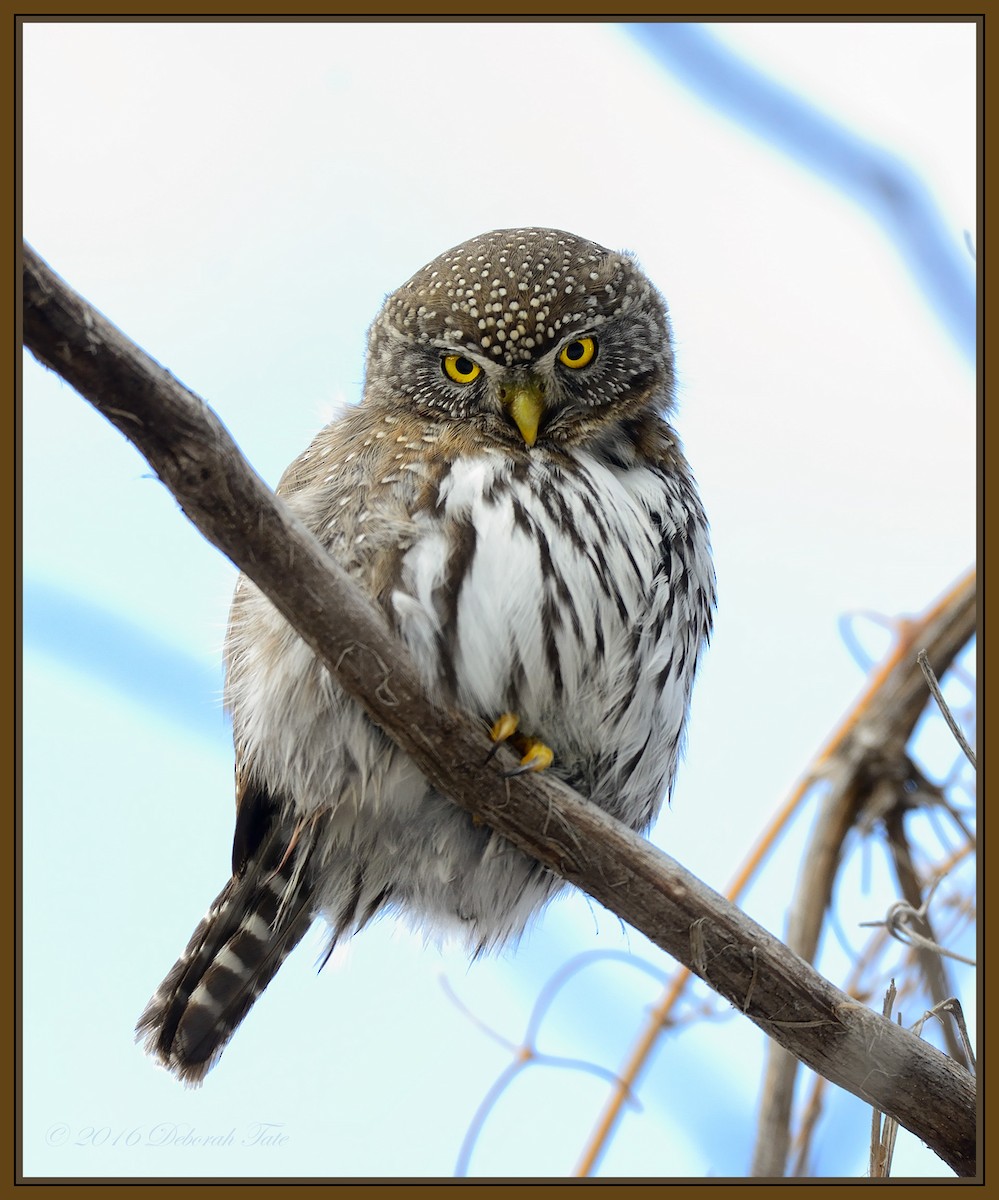 Northern Pygmy-Owl - DA Tate