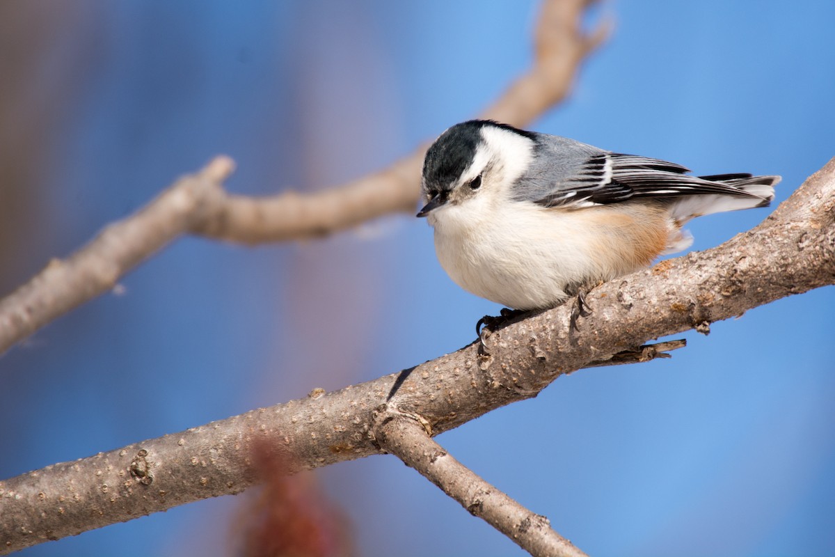 White-breasted Nuthatch - ML25034291