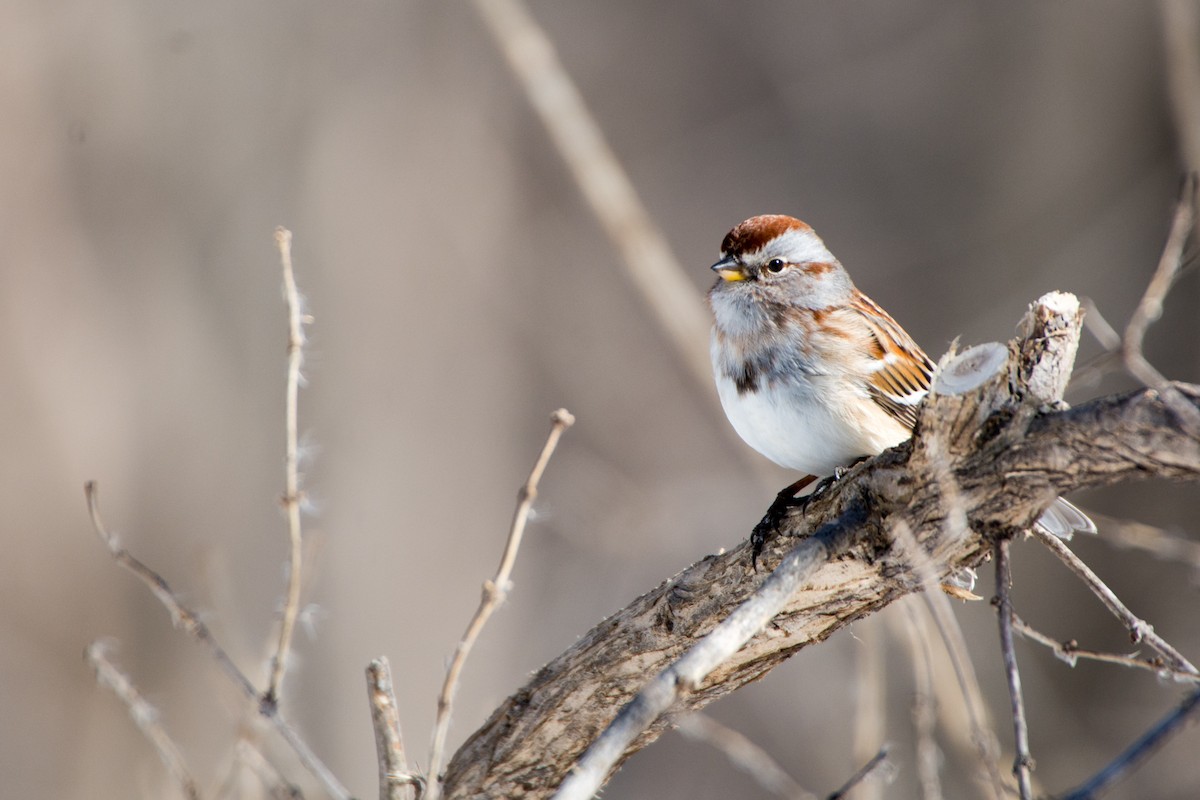 American Tree Sparrow - ML25034311