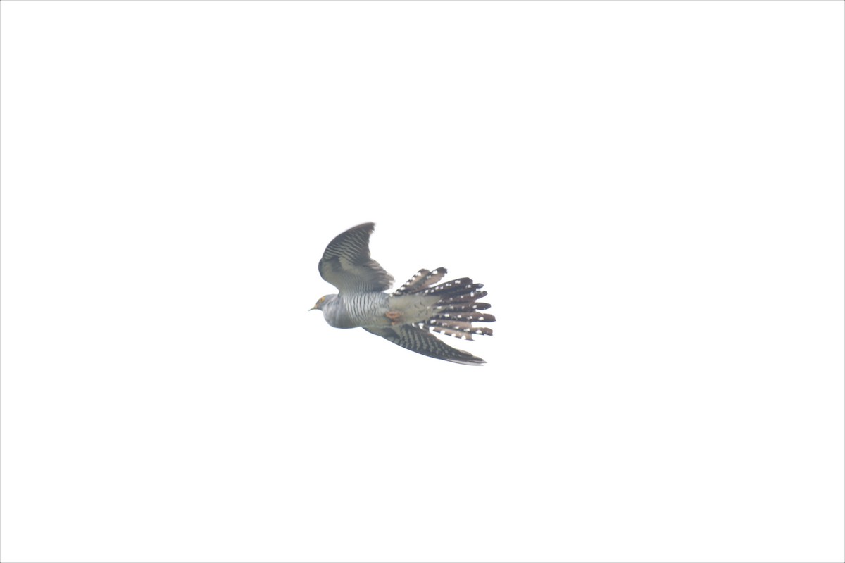 Common Cuckoo - ML250344091