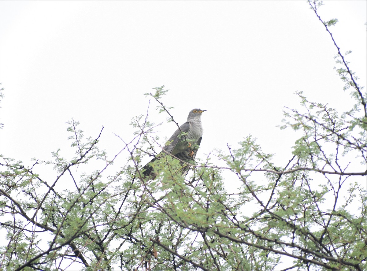 Common Cuckoo - ML250344241