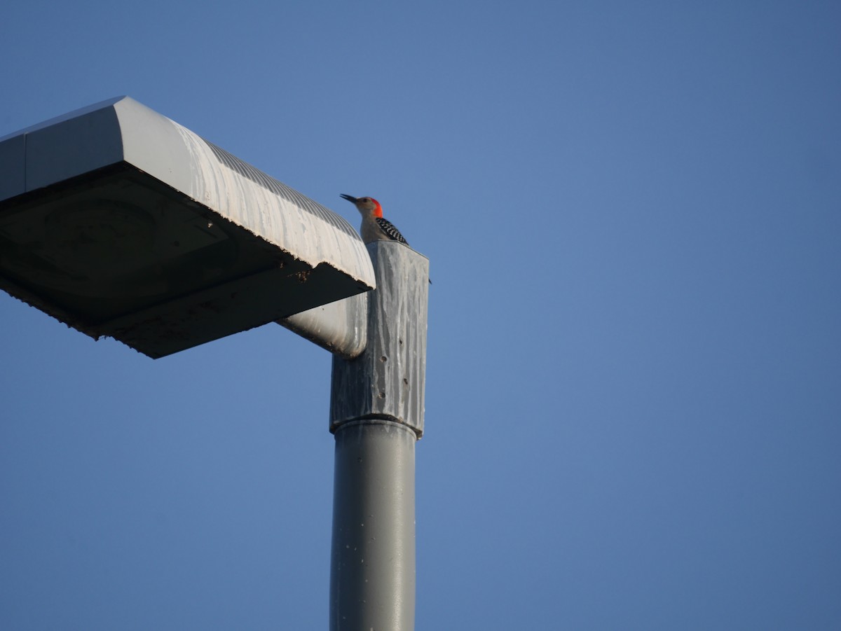 Red-bellied Woodpecker - ML250348491
