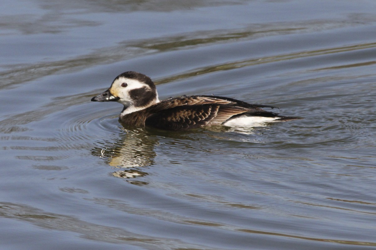 Long-tailed Duck - ML25035381