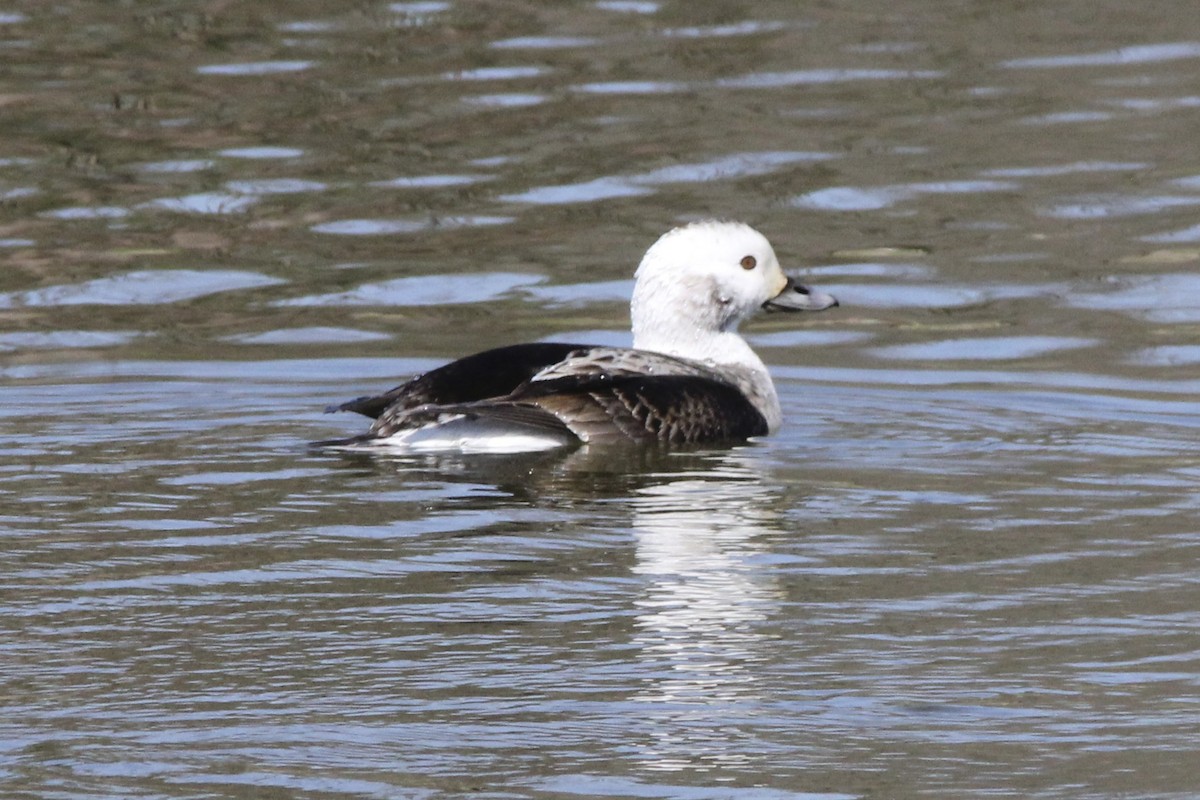 Long-tailed Duck - ML25035451