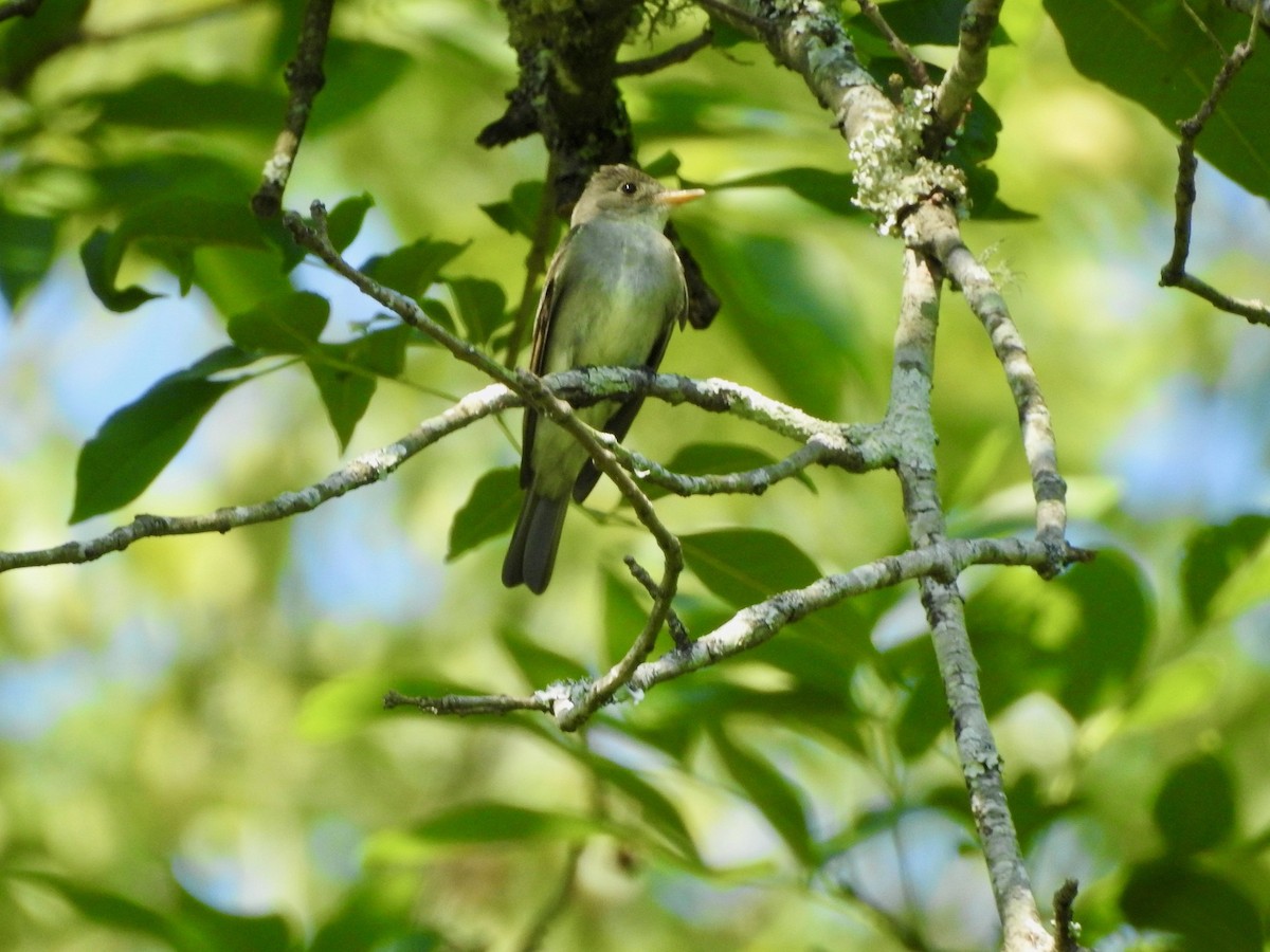 Eastern Wood-Pewee - P Chappell