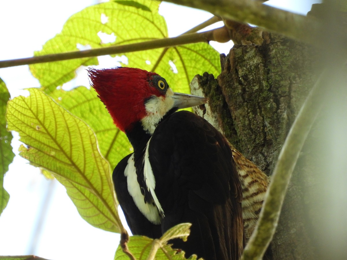 Crimson-crested Woodpecker - Jorge Galván