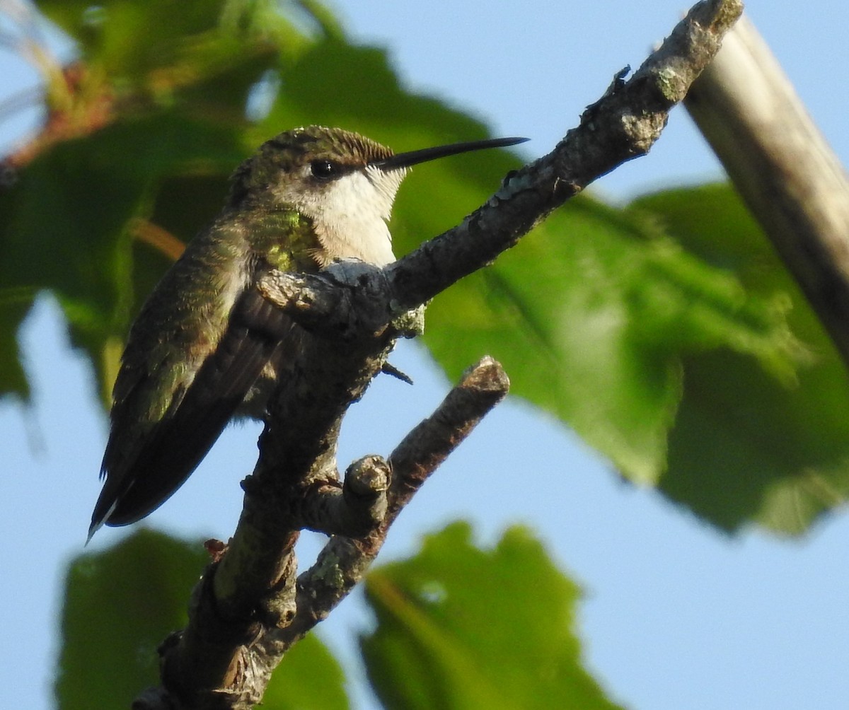 Ruby-throated Hummingbird - ML250361461