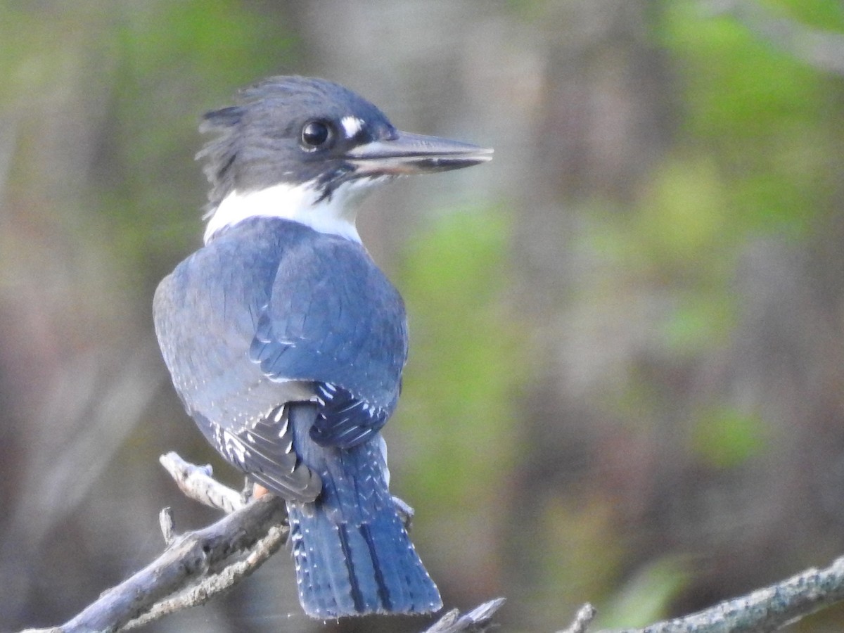 Belted Kingfisher - ML250361831