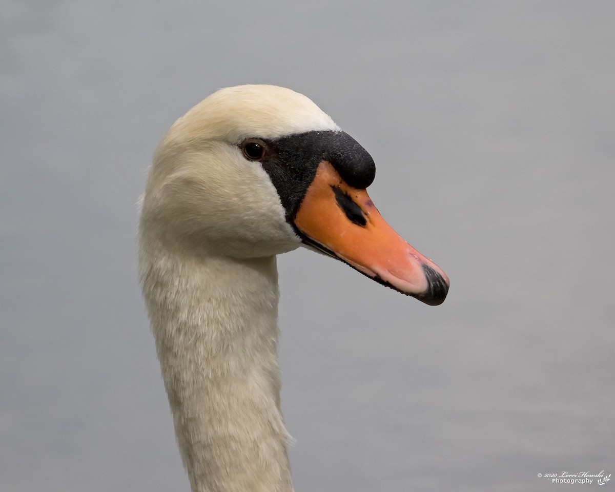 Mute Swan - Lorri Howski 🦋