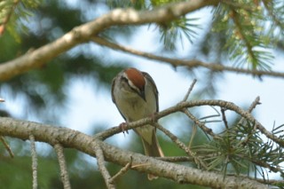Chipping Sparrow - ML250363821