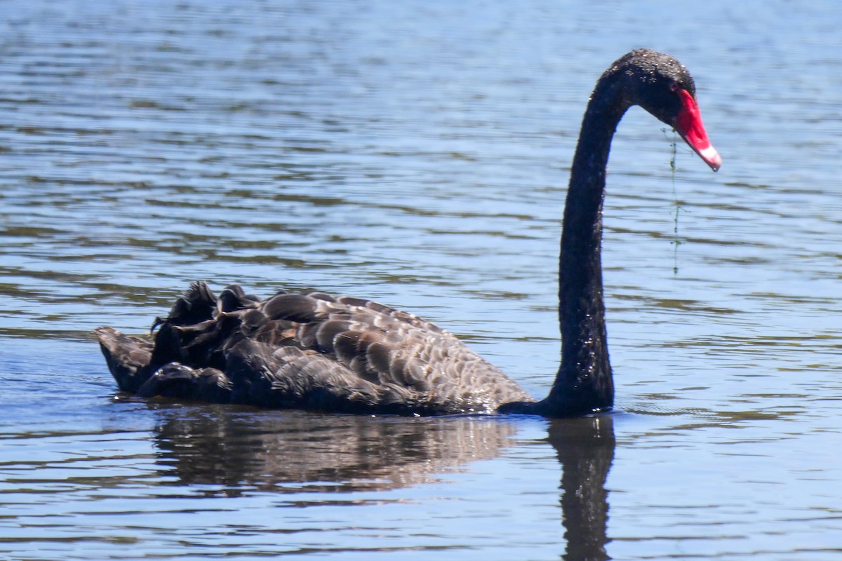 Black Swan - Roger Horn