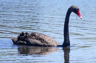 Black Swan, ML250364581