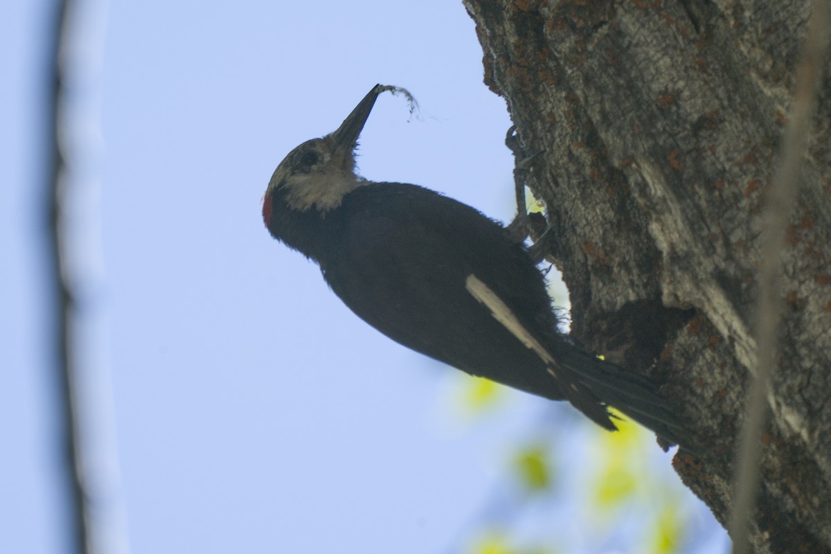 White-headed Woodpecker - ML250365951