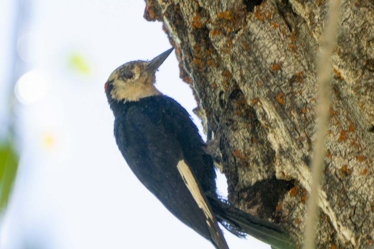 White-headed Woodpecker - ML250365971