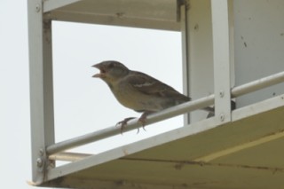 House Sparrow - Alan Seelye-James