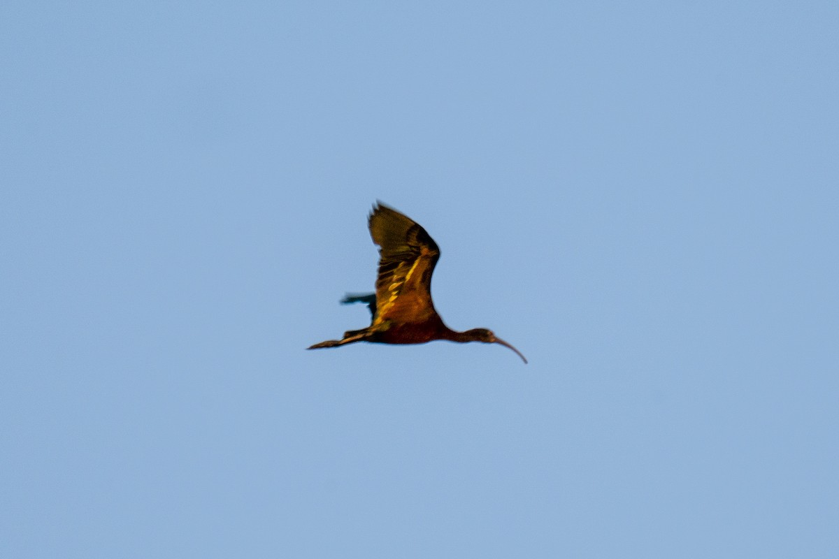 ibis americký - ML250370111