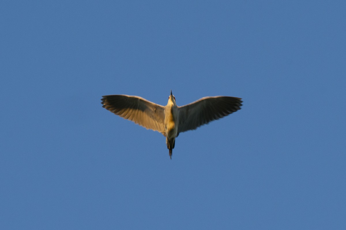 Black-crowned Night Heron - ML250370211