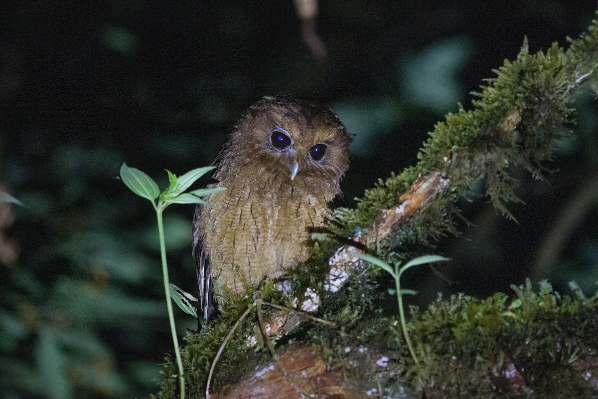 Rufescent Screech-Owl (Colombian) - Simon Colenutt