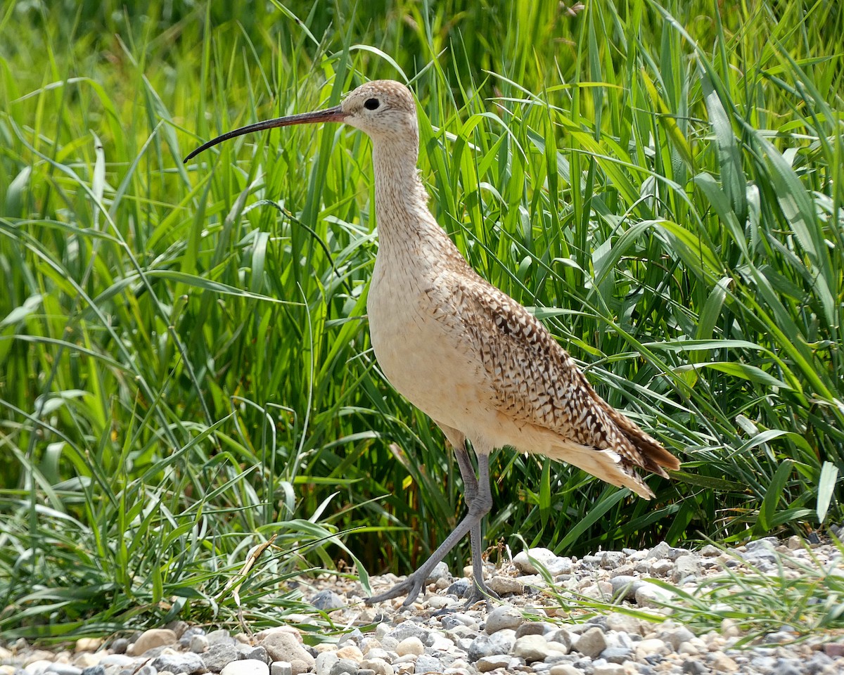 Long-billed Curlew - Randall M