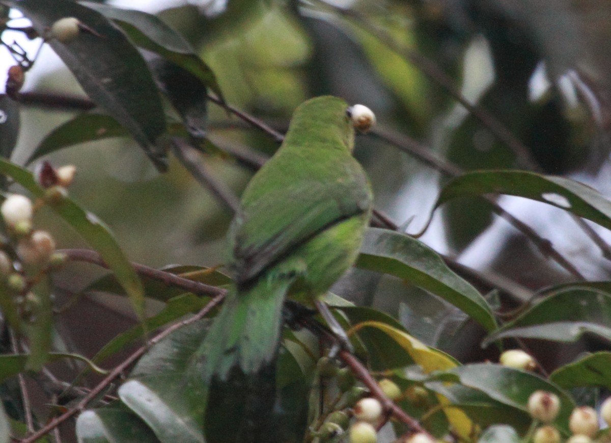 Lesser Green Leafbird - ML250373681