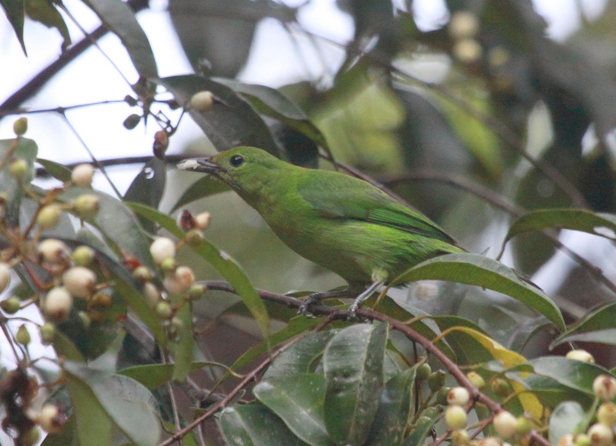 Lesser Green Leafbird - Richard Fuller