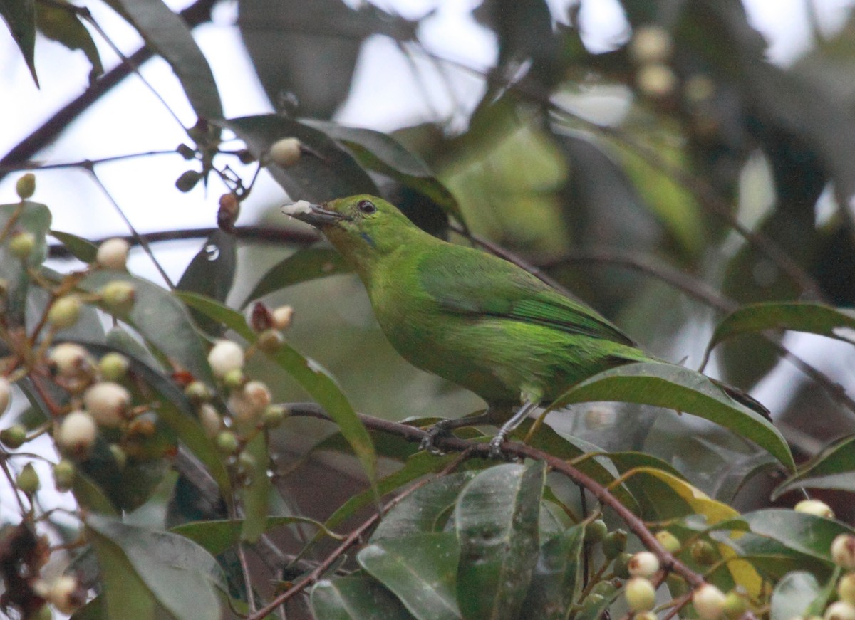 Lesser Green Leafbird - ML250373711