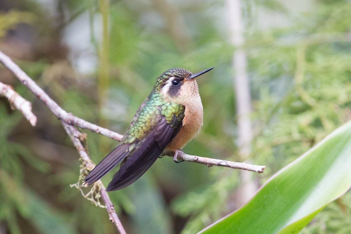 Speckled Hummingbird - Simon Colenutt
