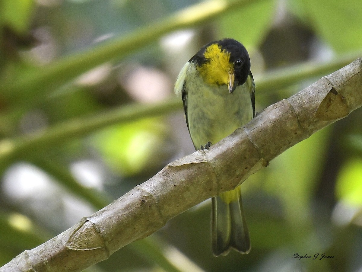 Yellow-backed Tanager - ML250380751