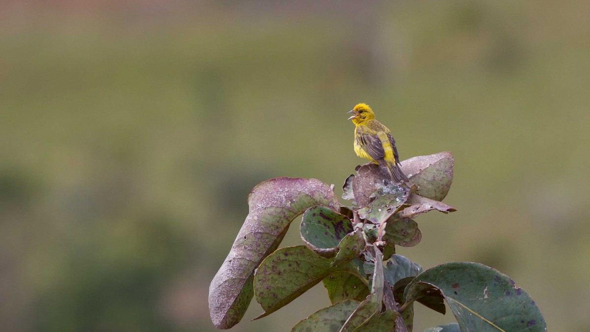 Stripe-tailed Yellow-Finch - ML250381891