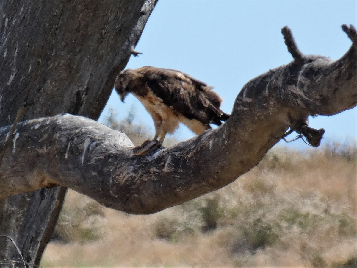 eBird Checklist 14 Jul 2020 French Valley Wildlife Area 13 species
