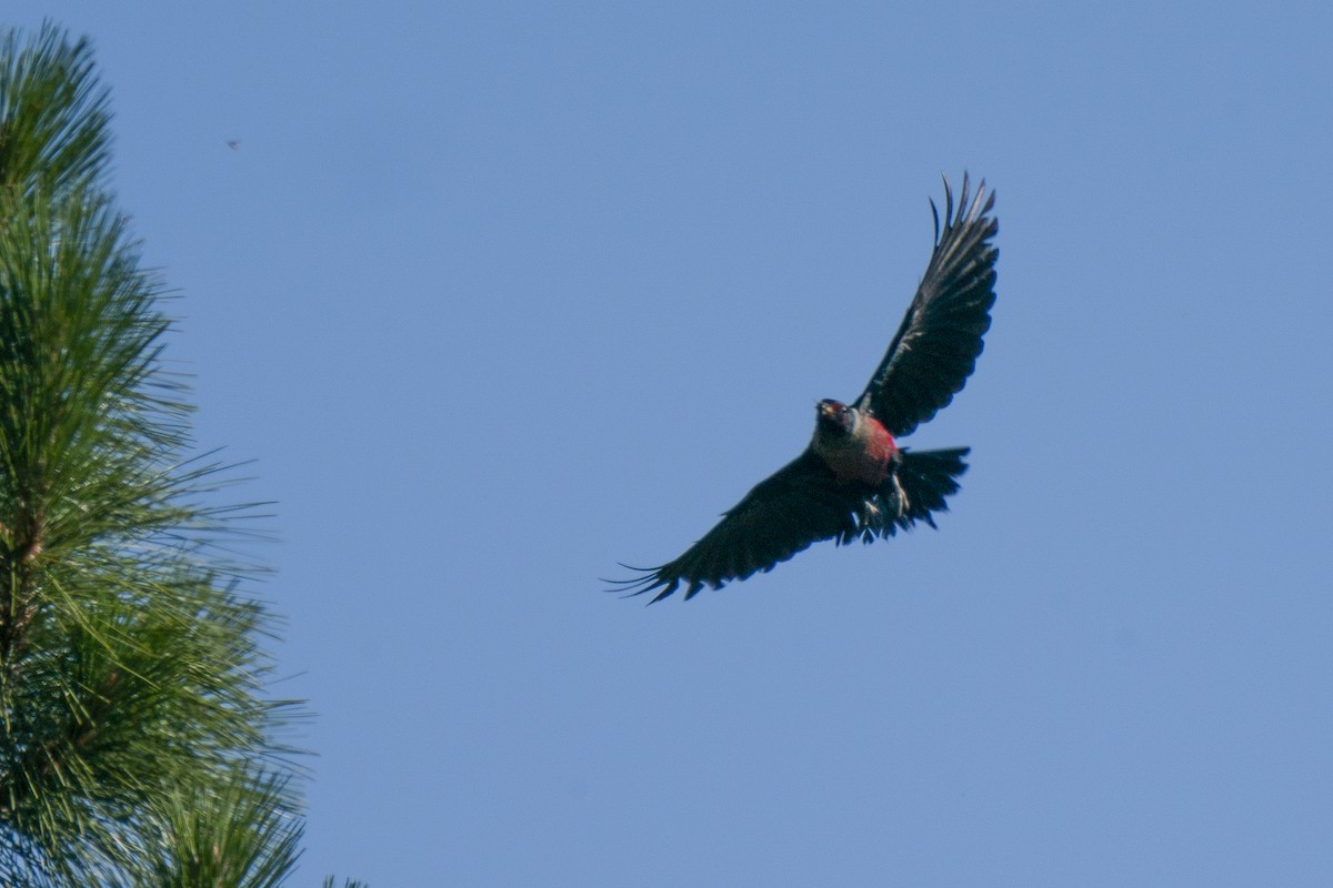 Lewis's Woodpecker - ML250384141